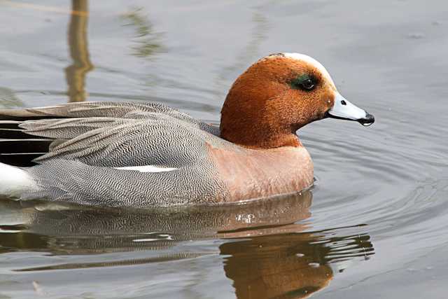 Photo of Eurasian Wigeon at Toneri Park by natoto