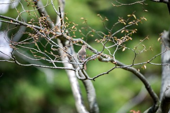 Daurian Redstart 石川県若宮公園 Mon, 4/6/2020