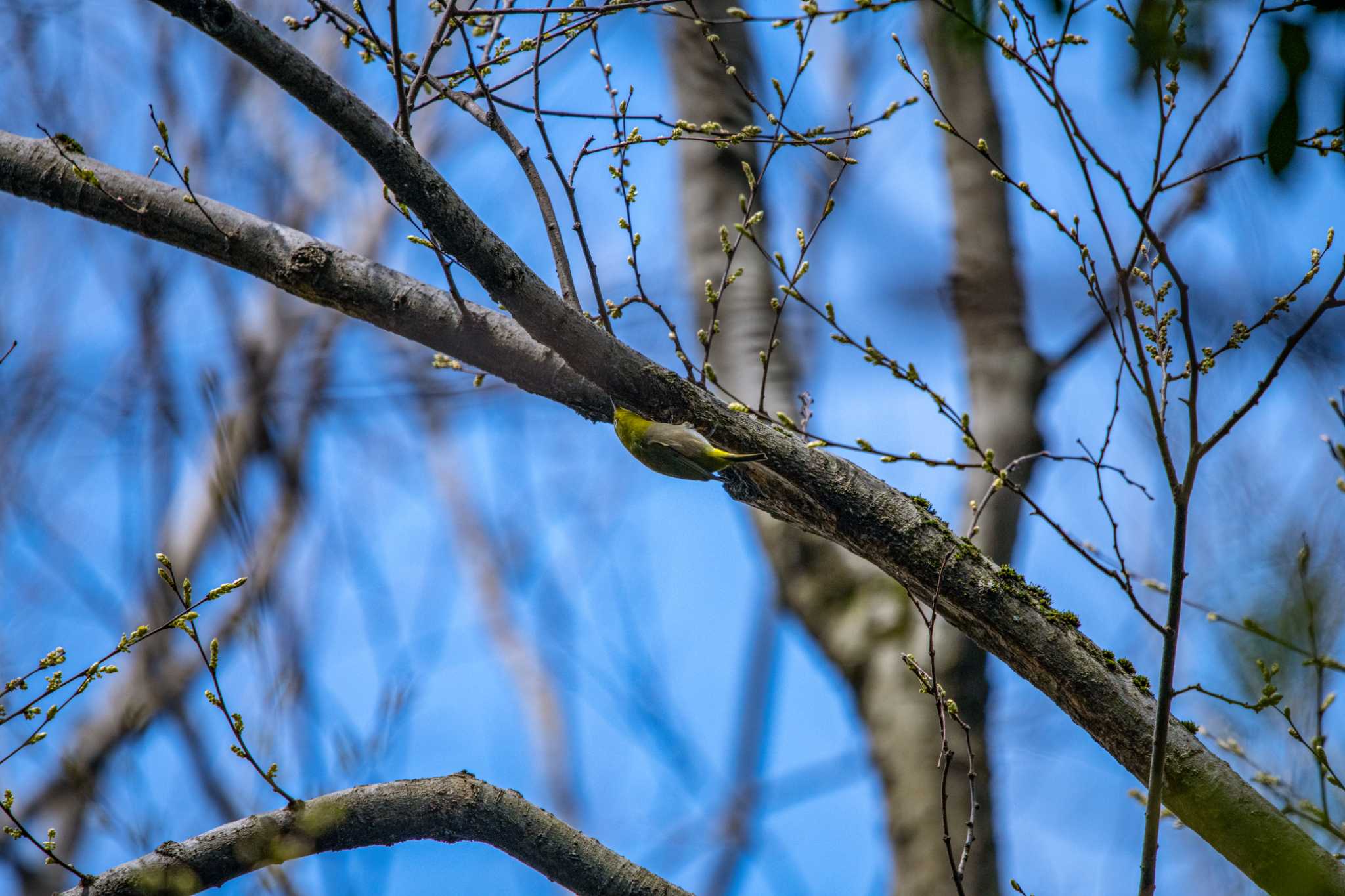 Photo of Warbling White-eye at 石川県若宮公園 by 柏野 潔