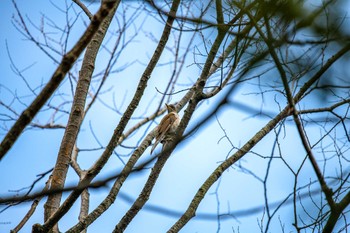 Brown-eared Bulbul 石川県若宮公園 Mon, 4/6/2020