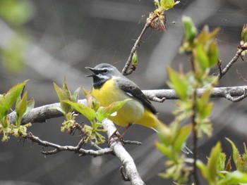 Grey Wagtail 妙義湖 Sun, 4/5/2020