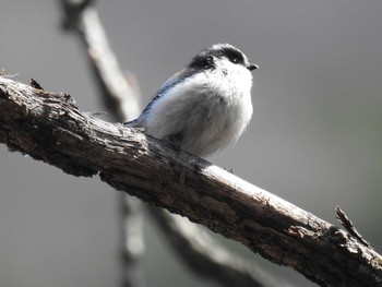 Long-tailed Tit 妙義湖 Sun, 4/5/2020