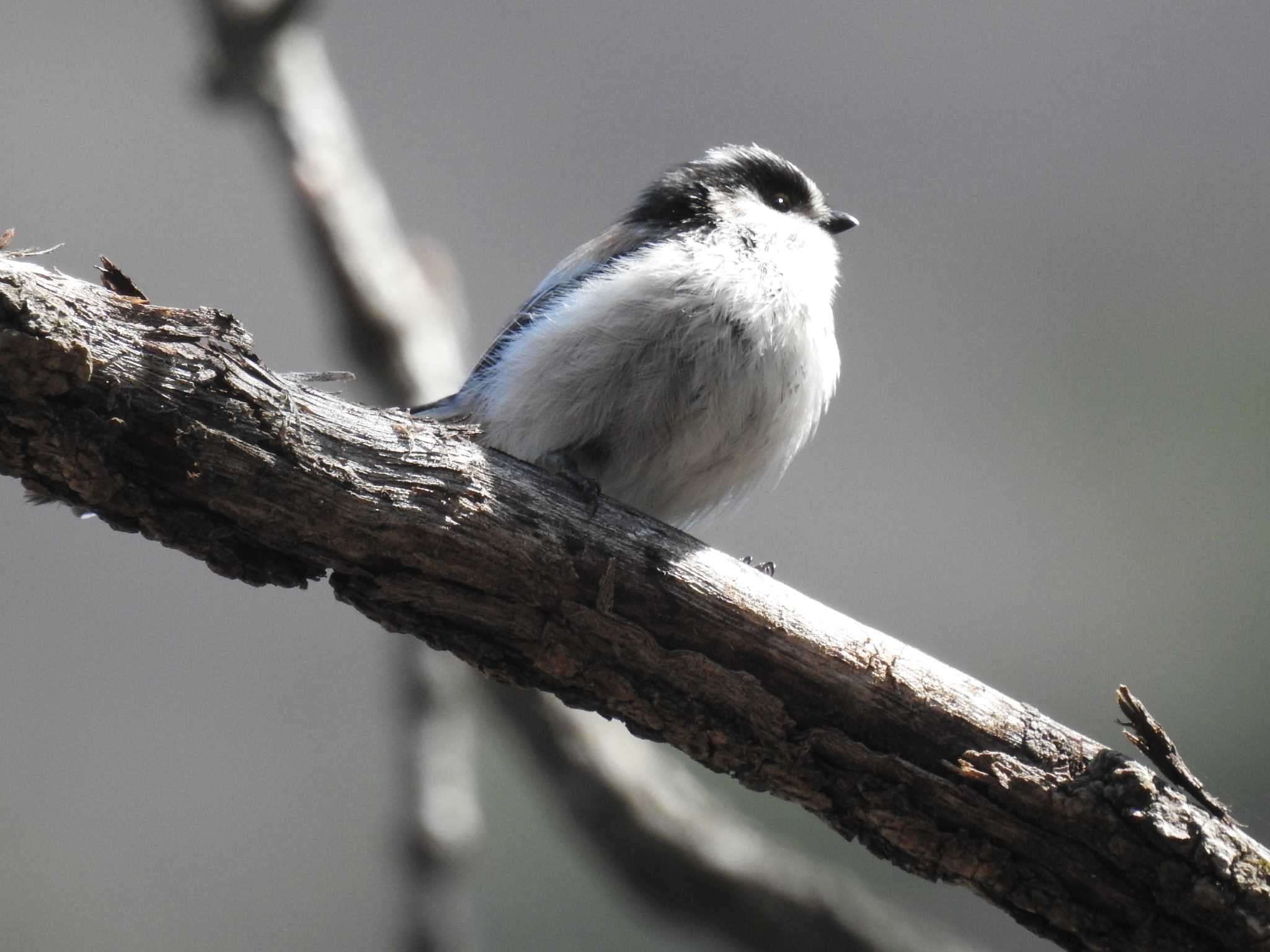 Long-tailed Tit