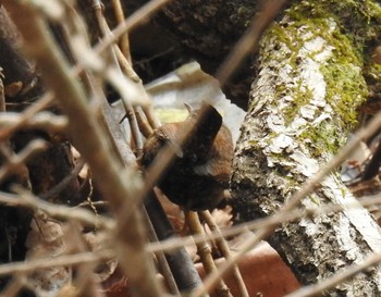 Eurasian Wren 妙義湖 Sun, 4/5/2020