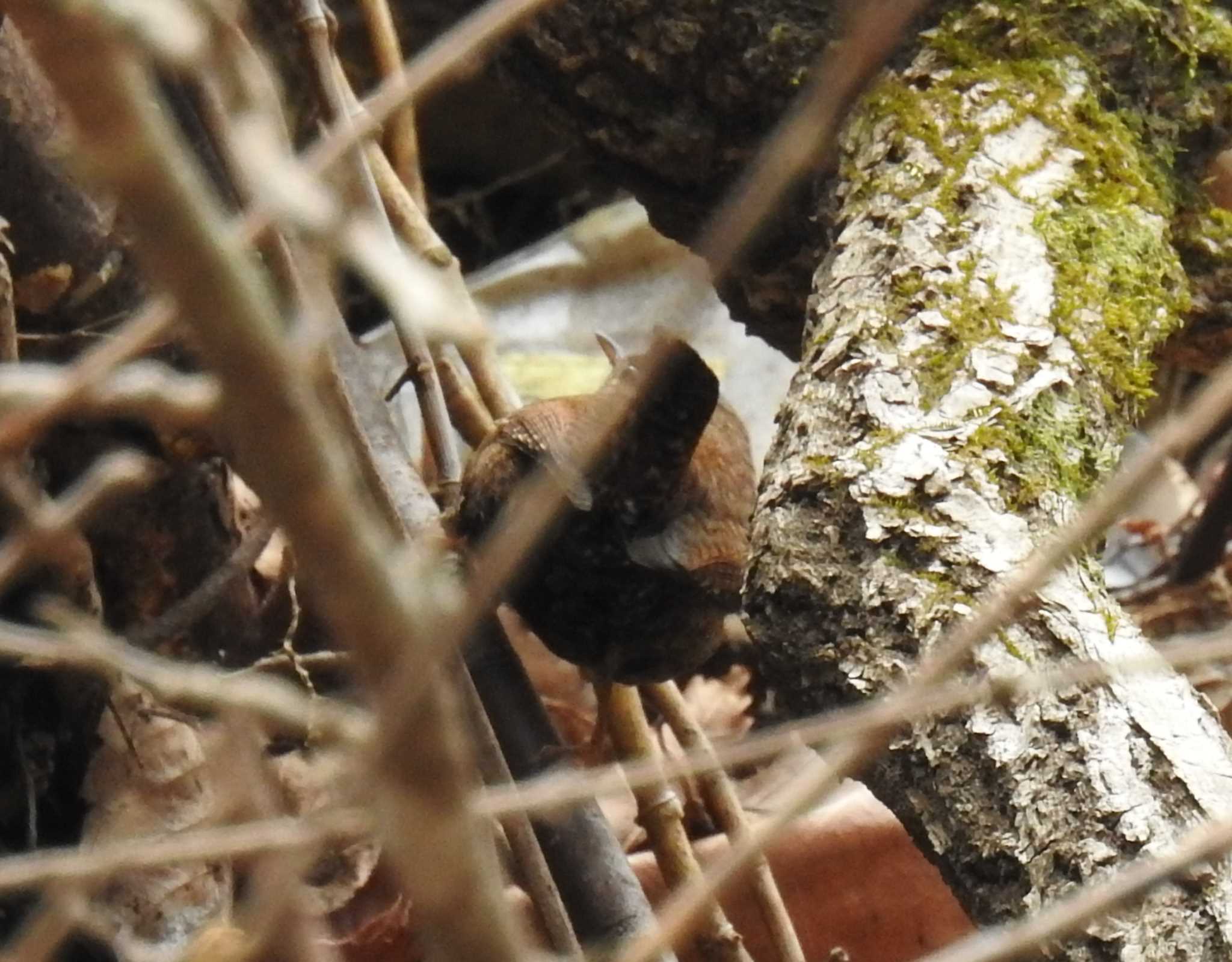 Eurasian Wren