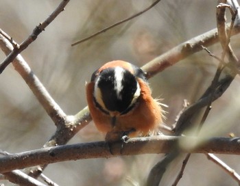 Varied Tit 妙義湖 Sun, 4/5/2020