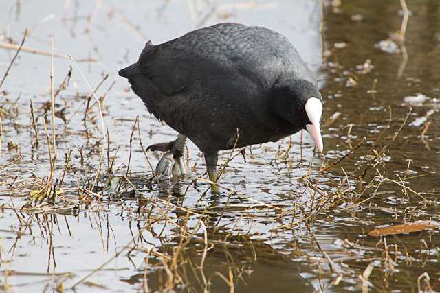 舎人公園 オオバンの写真 by natoto