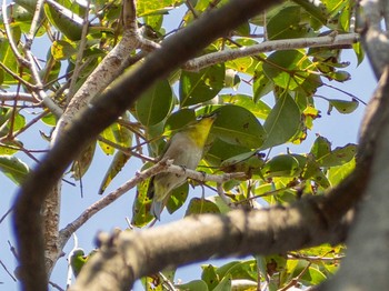 Warbling White-eye Nagahama Park Mon, 4/6/2020