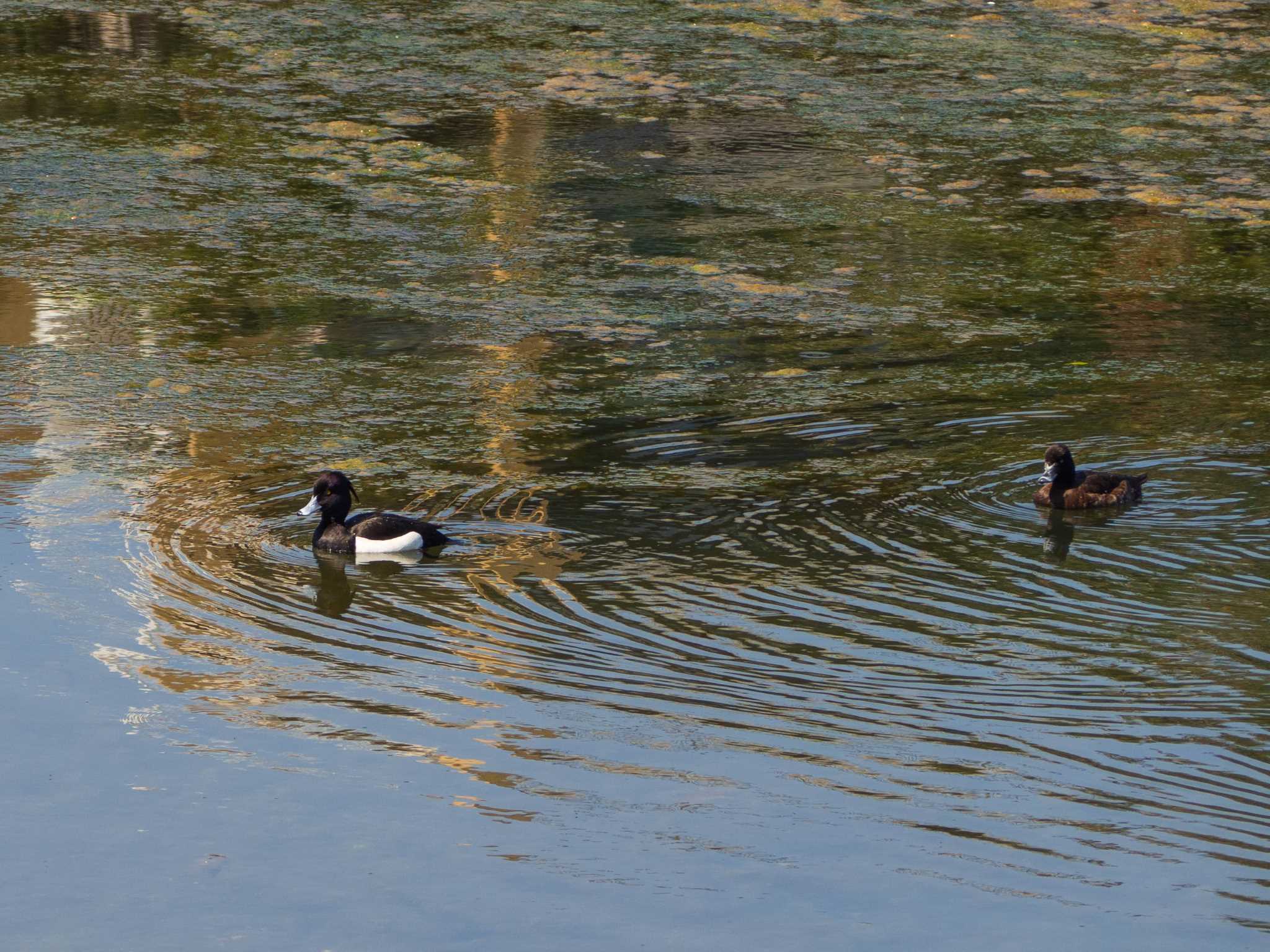 Photo of Tufted Duck at Nagahama Park by Tosh@Bird