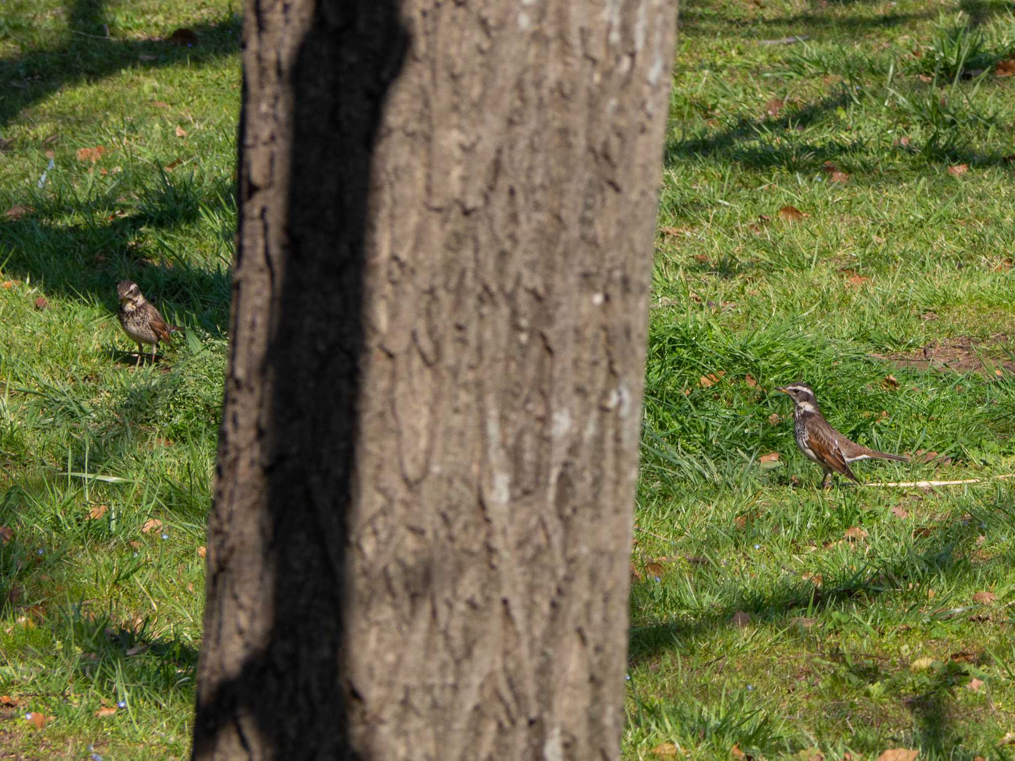 Photo of Dusky Thrush at Nagahama Park by Tosh@Bird