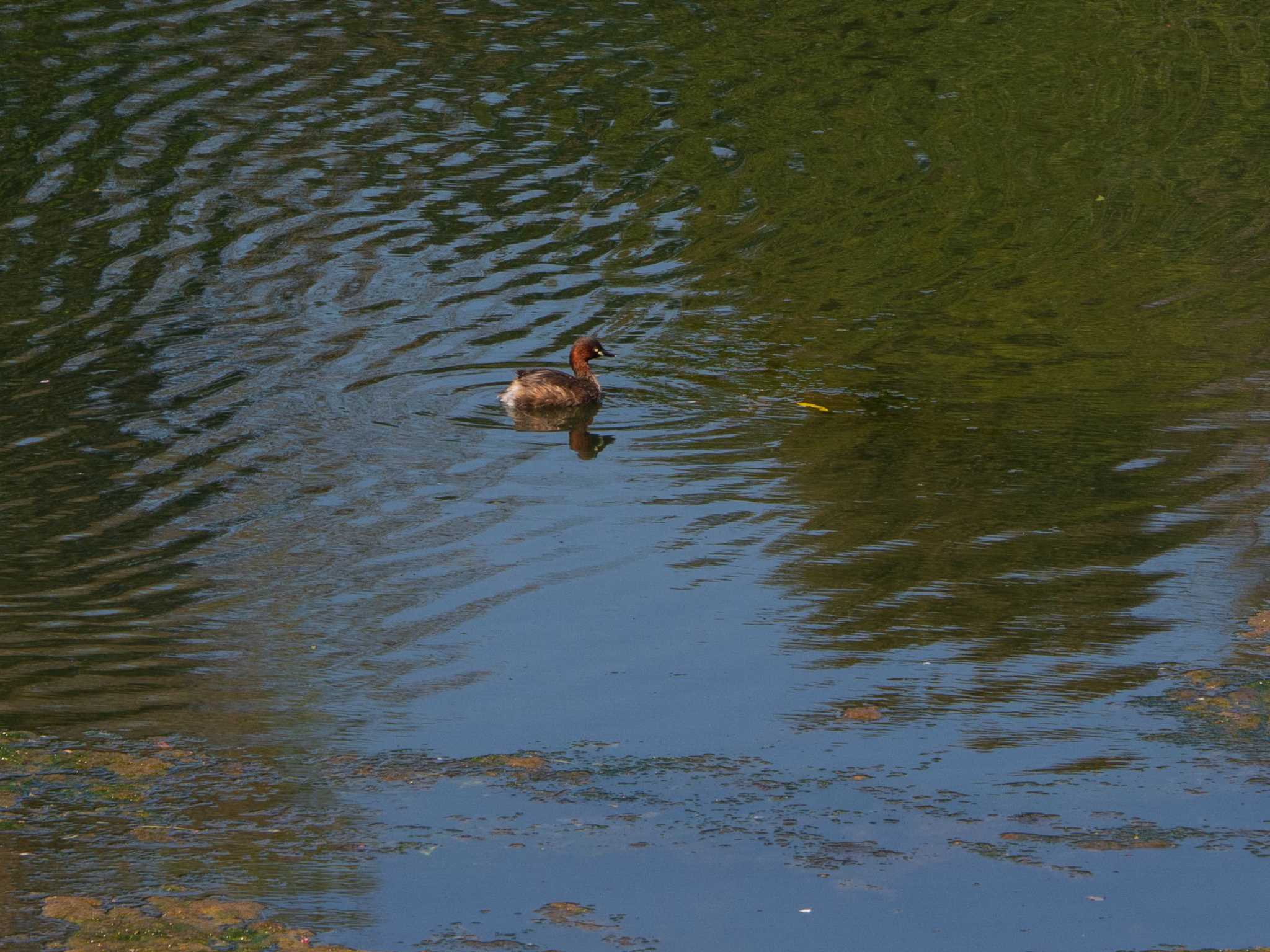 長浜公園 カイツブリの写真 by Tosh@Bird