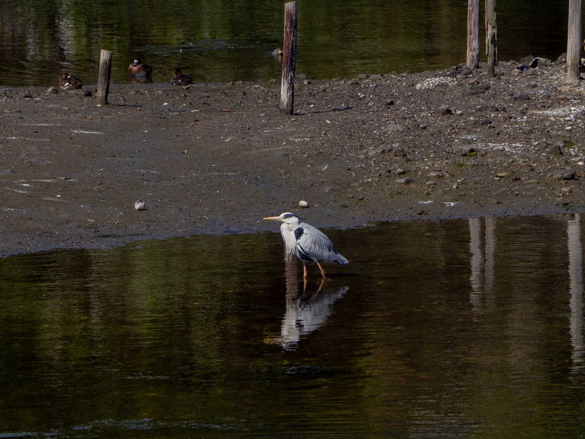 長浜公園 アオサギの写真 by Tosh@Bird