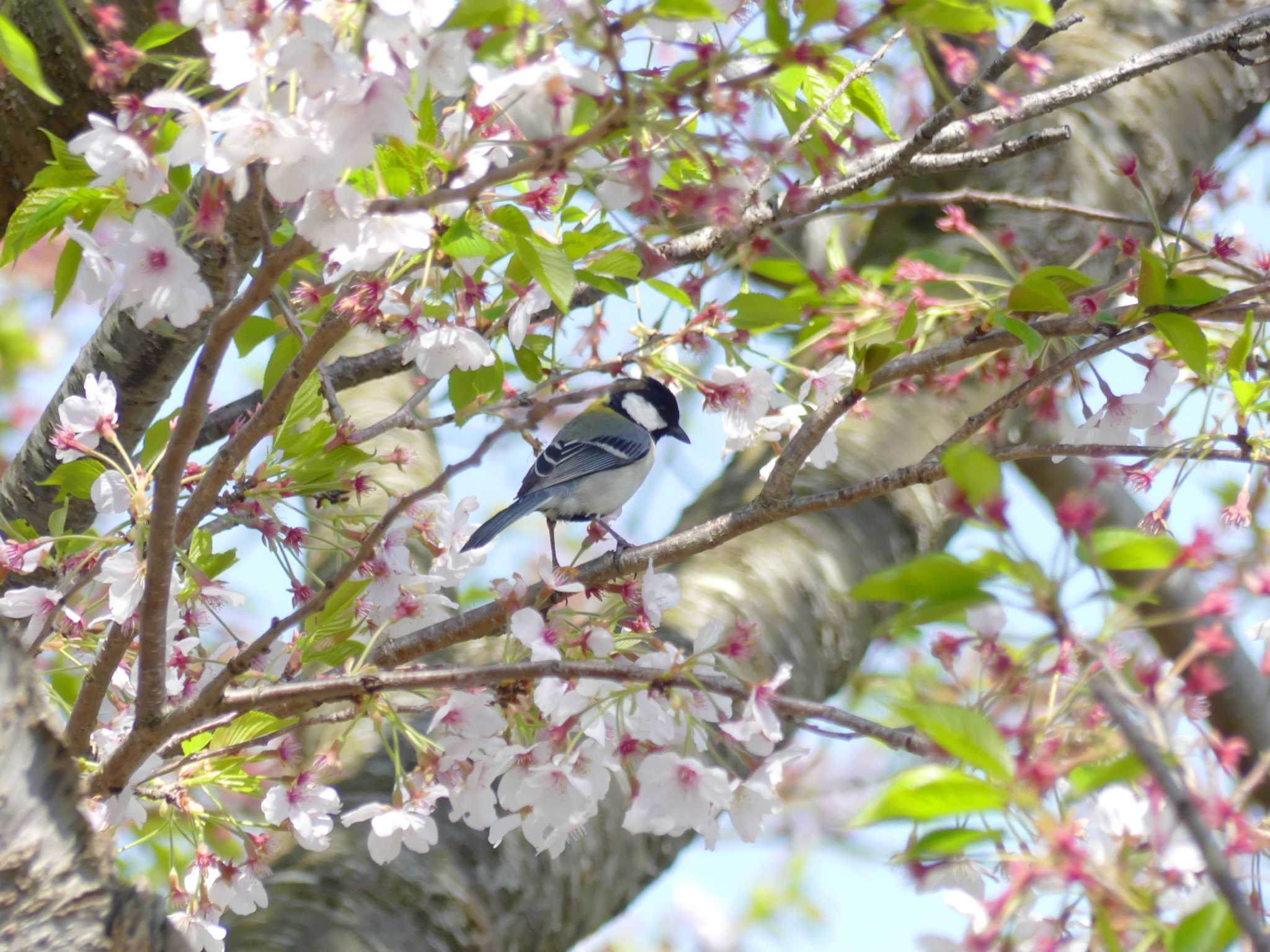 Photo of Japanese Tit at 袖ヶ浦公園 by Take Moto