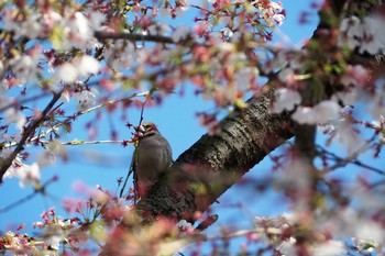 Hawfinch 小山運動公園 Mon, 4/6/2020