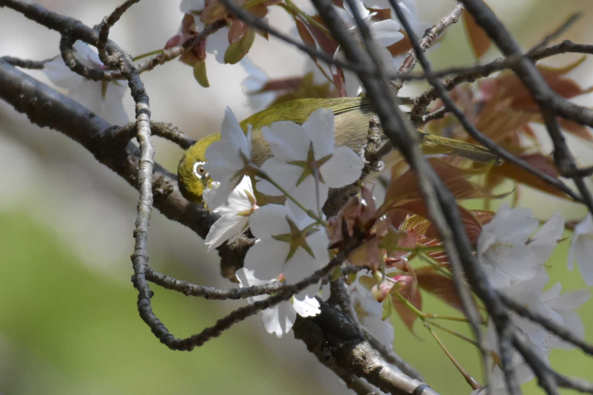 再度公園 メジロの写真 by Shunsuke Hirakawa