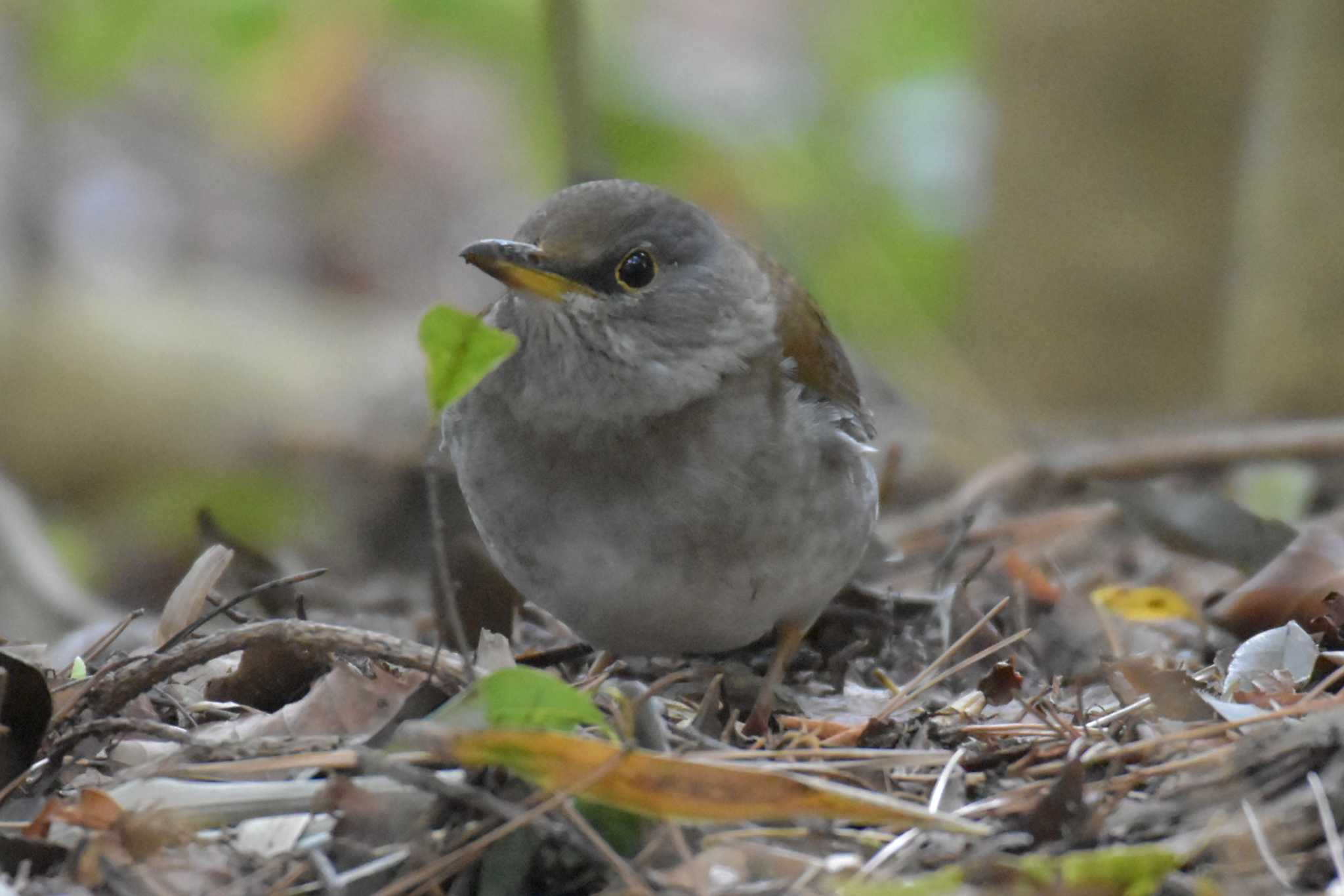 Photo of Pale Thrush at 再度公園 by Shunsuke Hirakawa