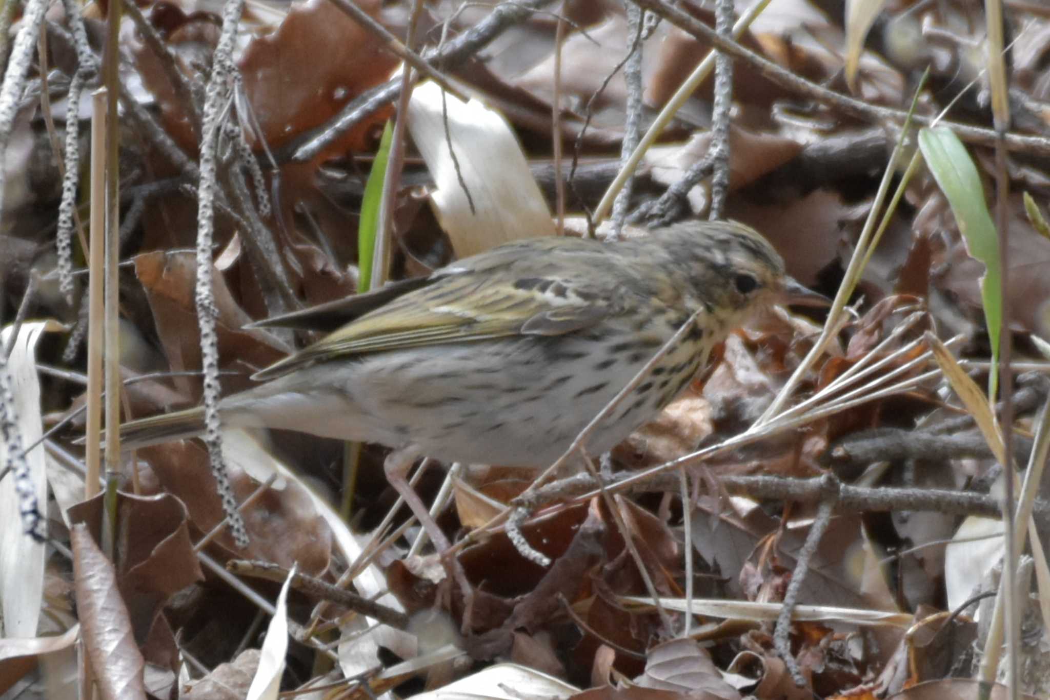 Photo of Olive-backed Pipit at 再度公園 by Shunsuke Hirakawa