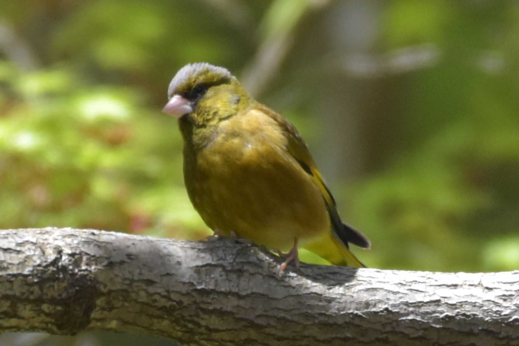 Photo of Grey-capped Greenfinch at 再度山 by Shunsuke Hirakawa