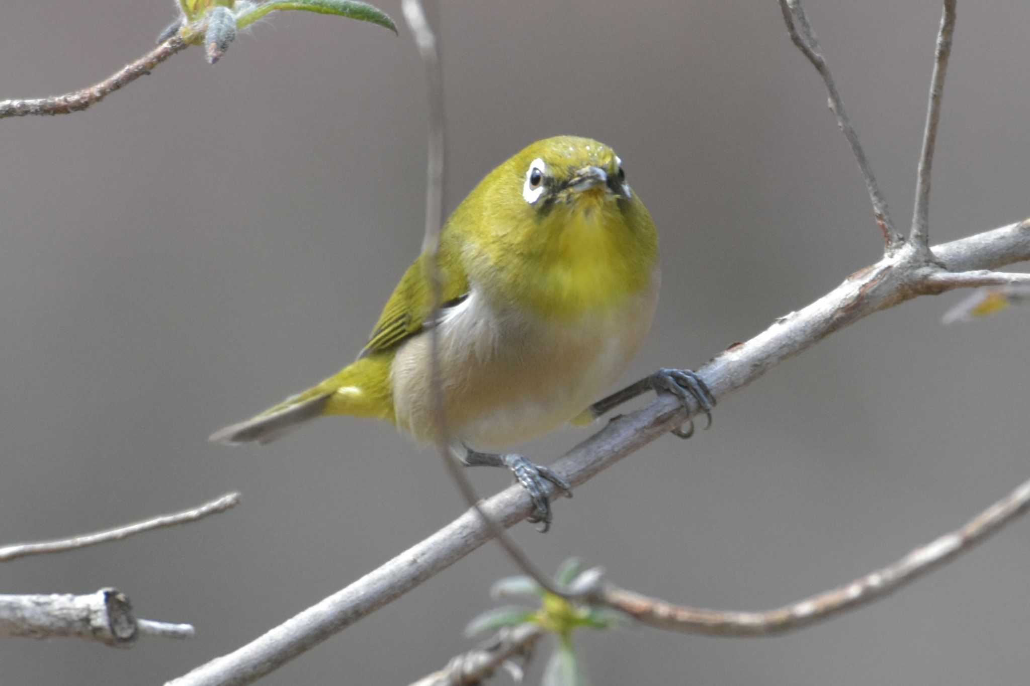 Photo of Warbling White-eye at 再度公園 by Shunsuke Hirakawa