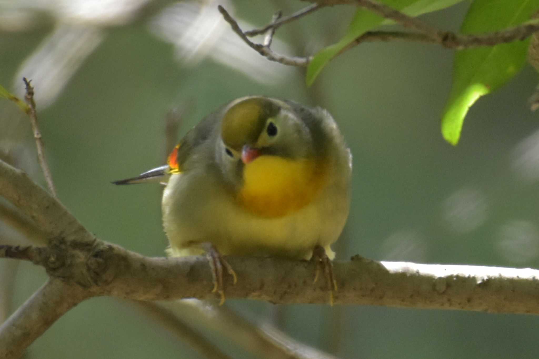 Photo of Red-billed Leiothrix at 再度公園 by Shunsuke Hirakawa