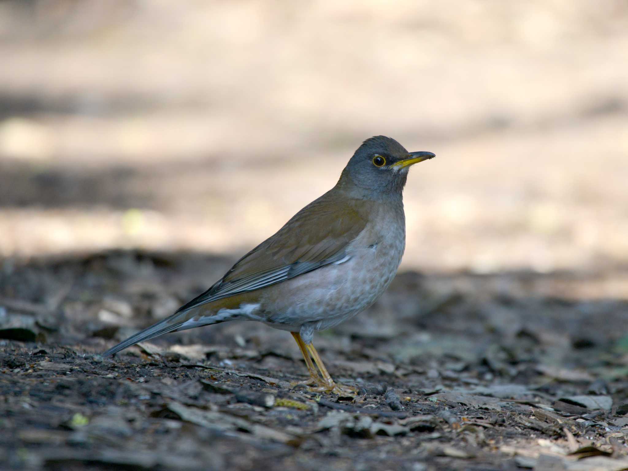 Photo of Pale Thrush at 加木屋緑地 by ポッちゃんのパパ