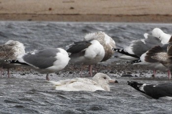 Sun, 3/29/2020 Birding report at 日野川