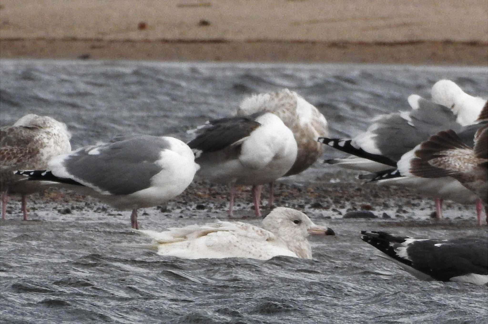 Photo of Glaucous Gull at 日野川 by 日本橋