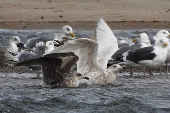 Glaucous Gull 日野川 Sun, 3/29/2020