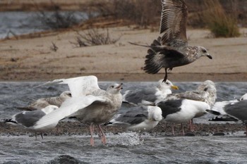 Glaucous Gull 日野川 Sun, 3/29/2020