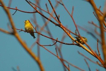 マヒワ 群馬県 2020年3月26日(木)