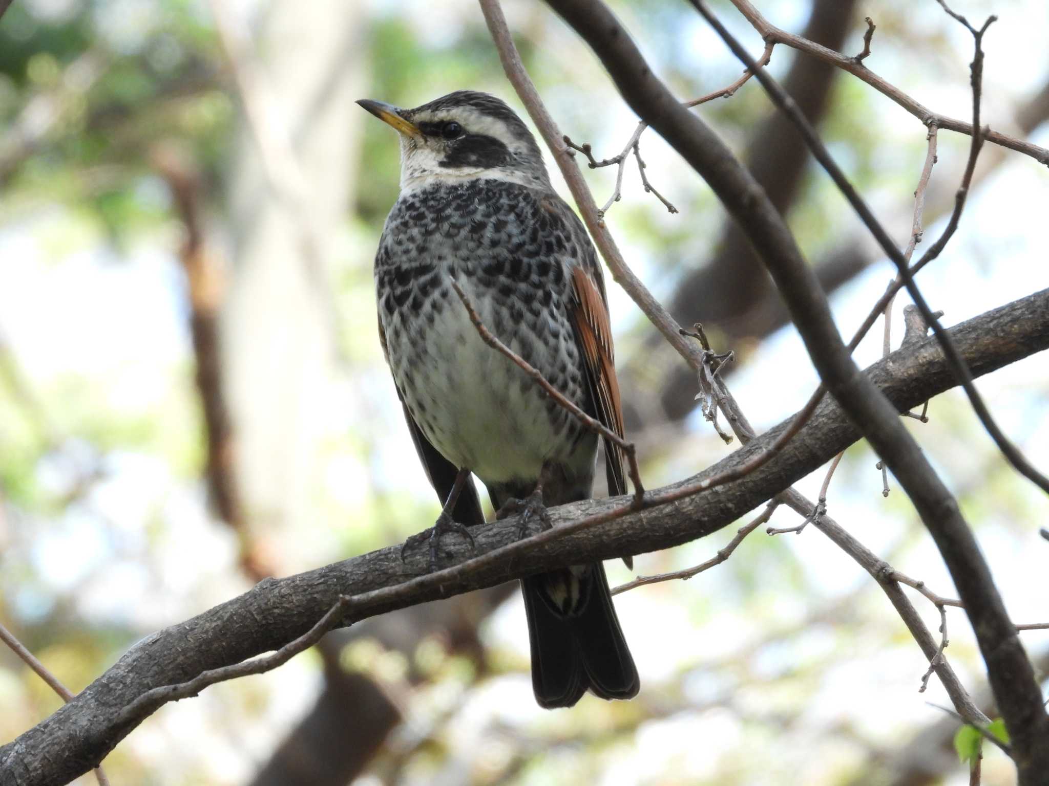 Photo of Dusky Thrush at 東京都品川区 by avemania