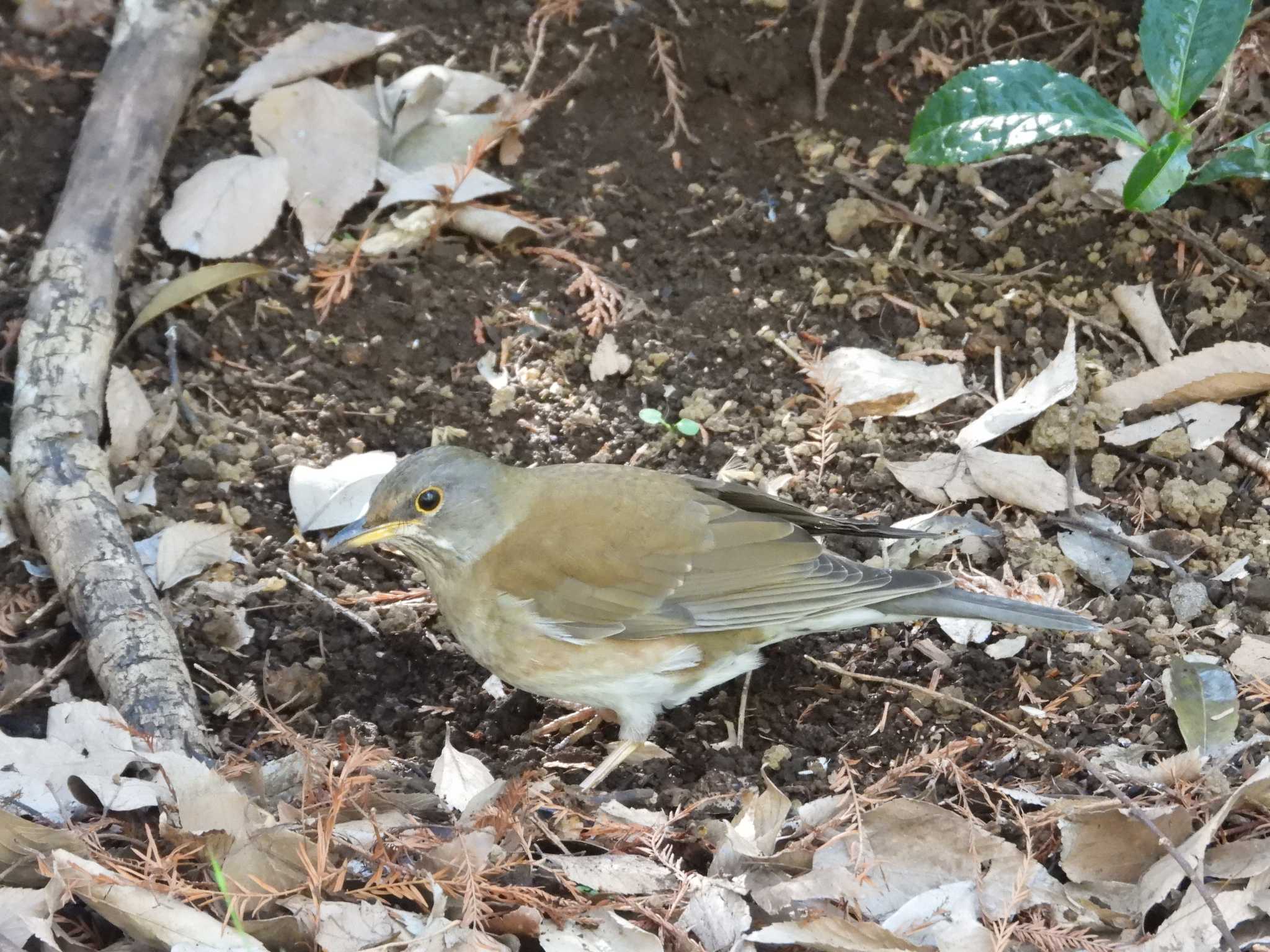 Photo of Pale Thrush at 東京都品川区 by avemania