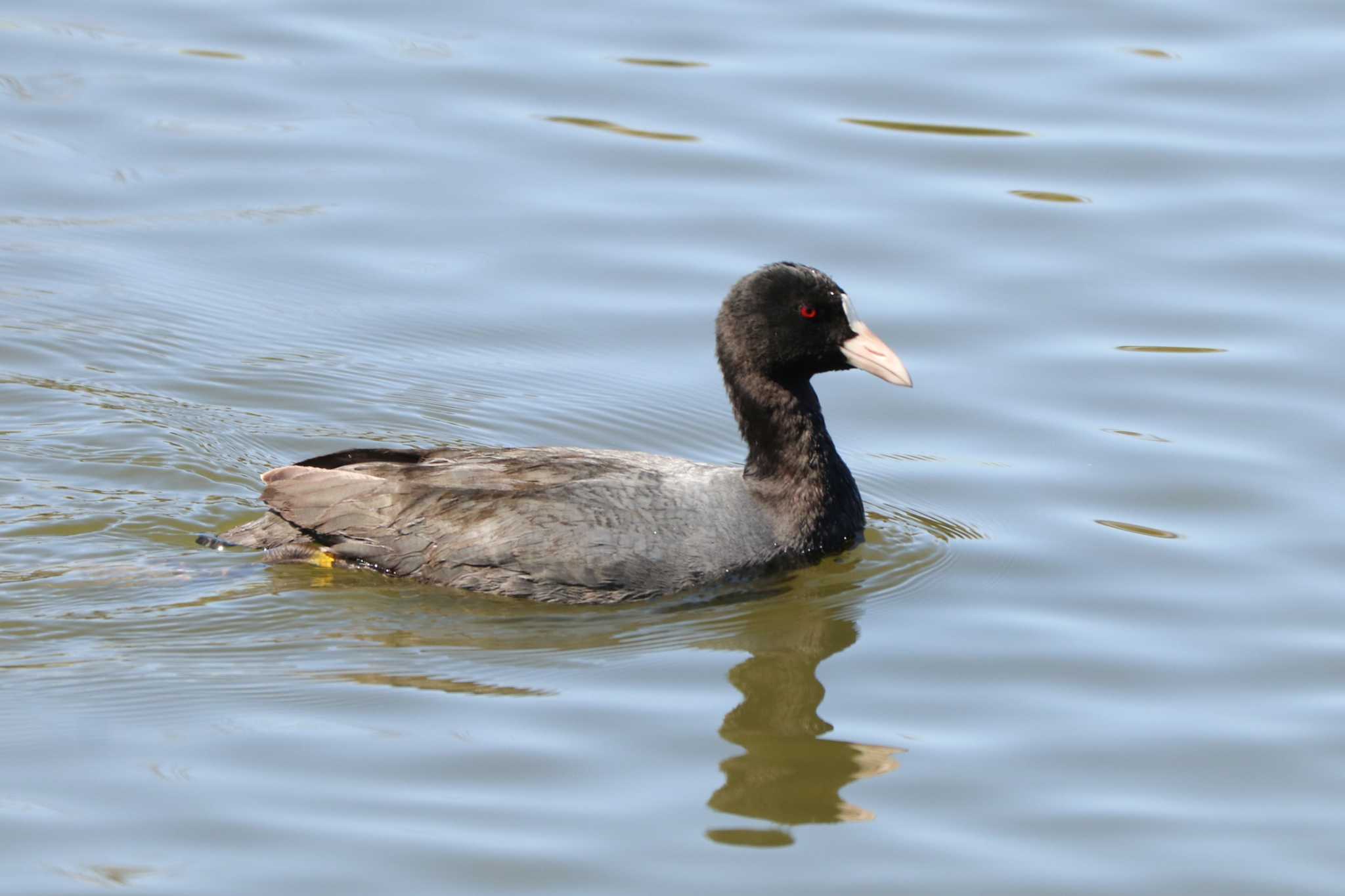 Eurasian Coot