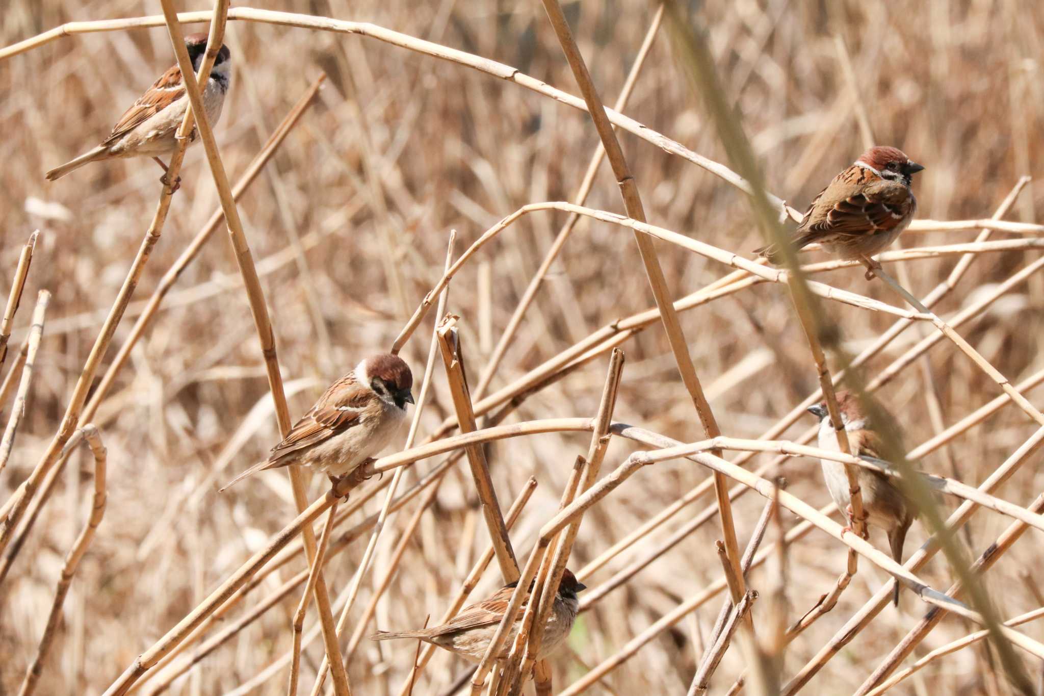 Photo of Eurasian Tree Sparrow at 二ツ池公園 by Yuka