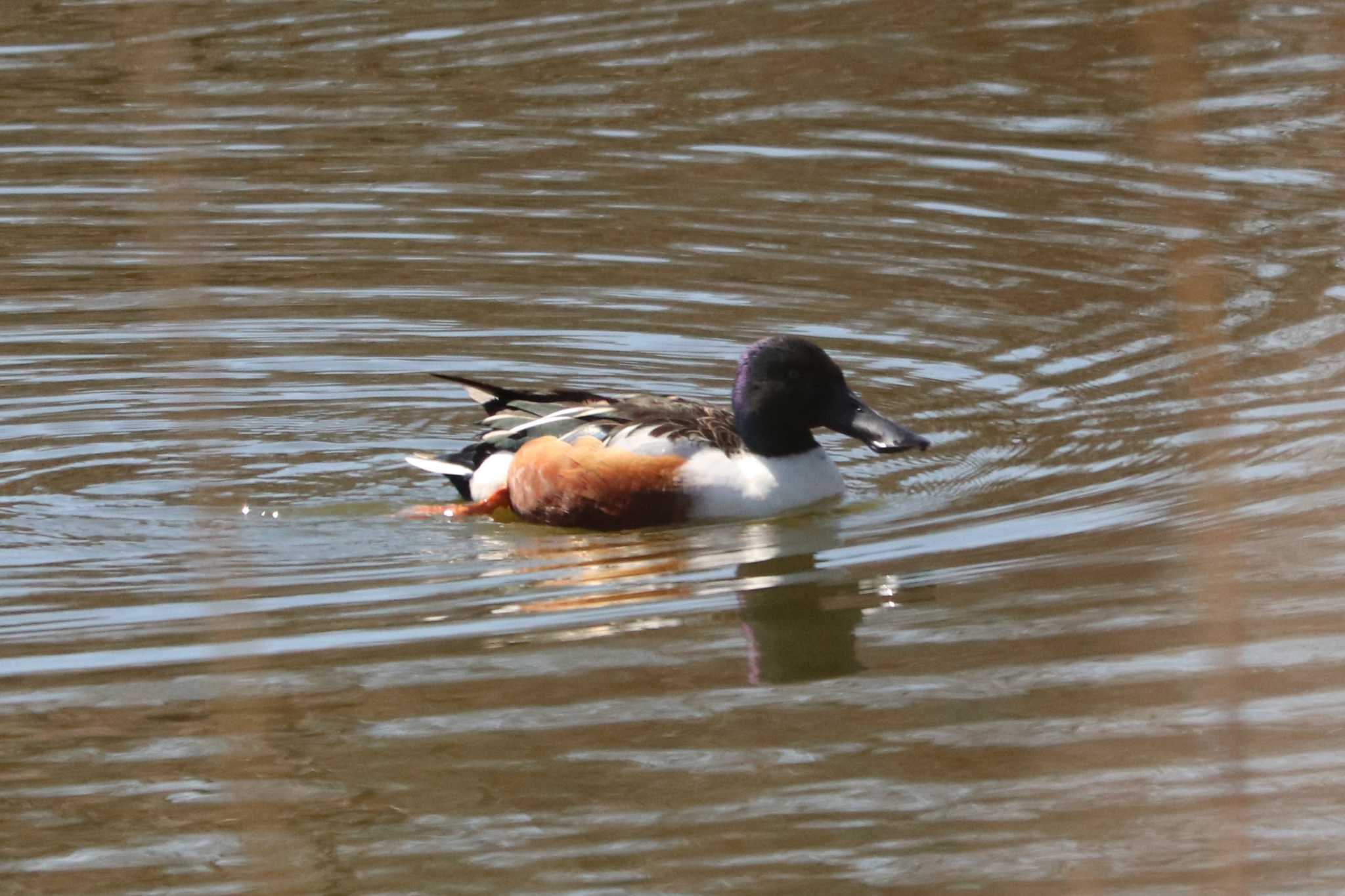 Northern Shoveler