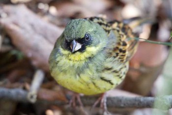 2016年3月21日(月) 明治神宮の野鳥観察記録