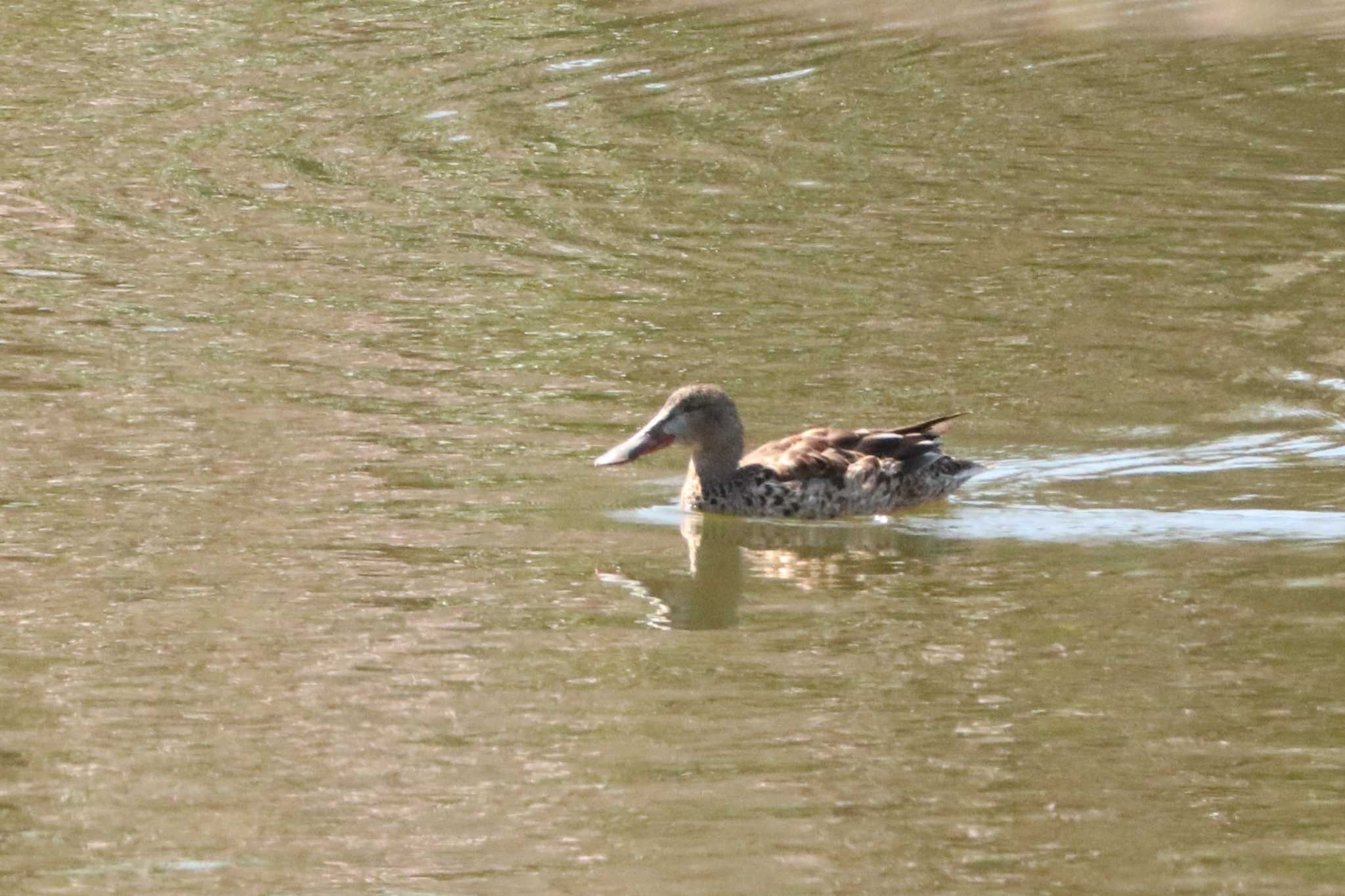 Northern Shoveler