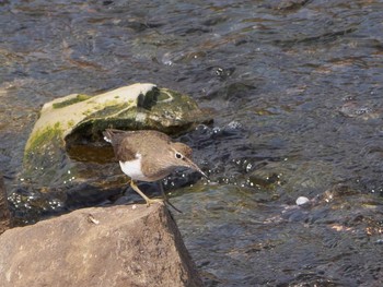 Common Sandpiper 金井遊水地(金井遊水池) Tue, 4/7/2020