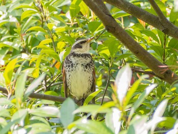 Dusky Thrush 金井公園 Tue, 4/7/2020