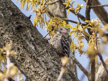 Japanese Pygmy Woodpecker 金井公園 Tue, 4/7/2020