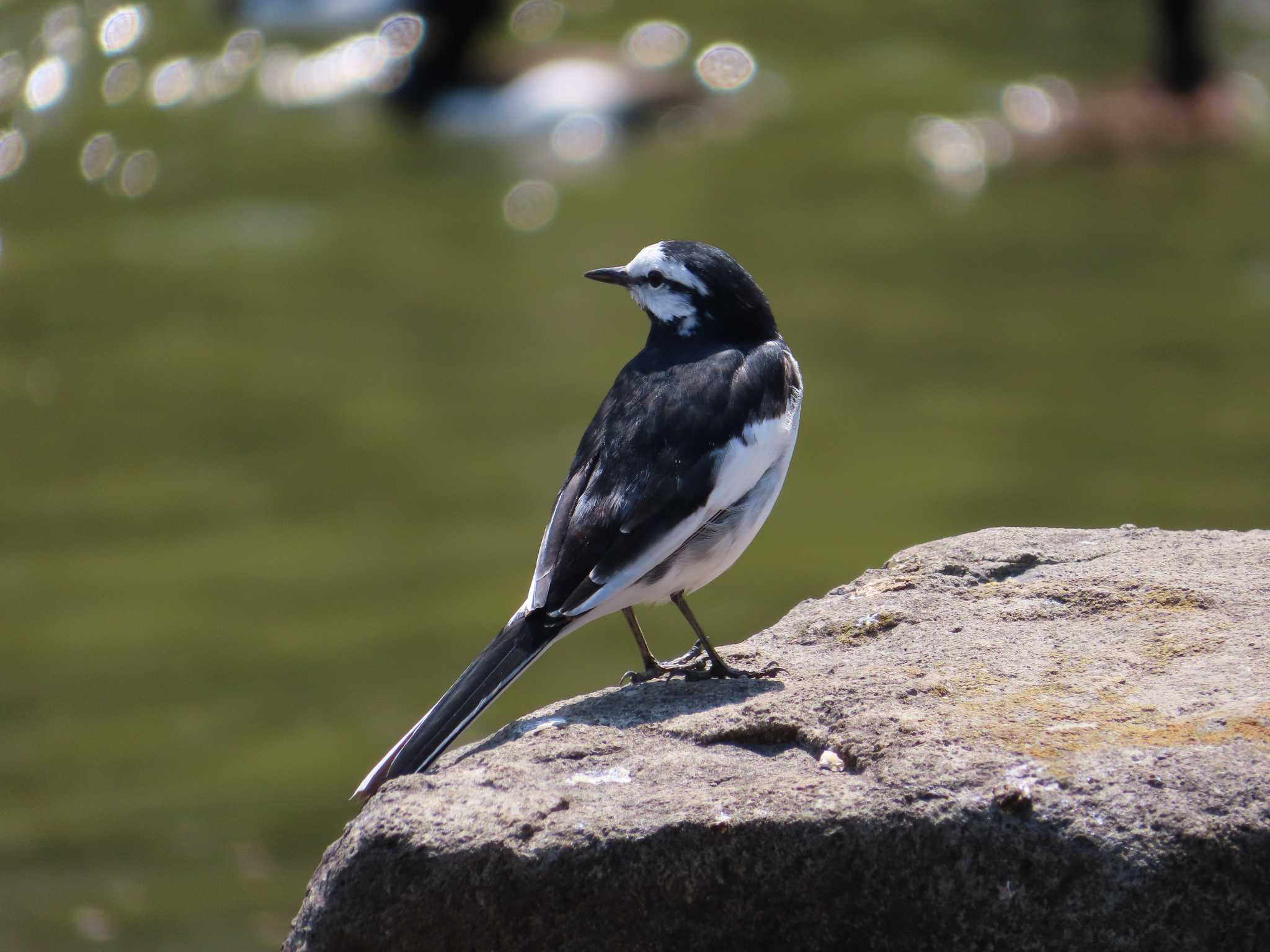 Photo of White Wagtail at Oikeshinsui Park by kou