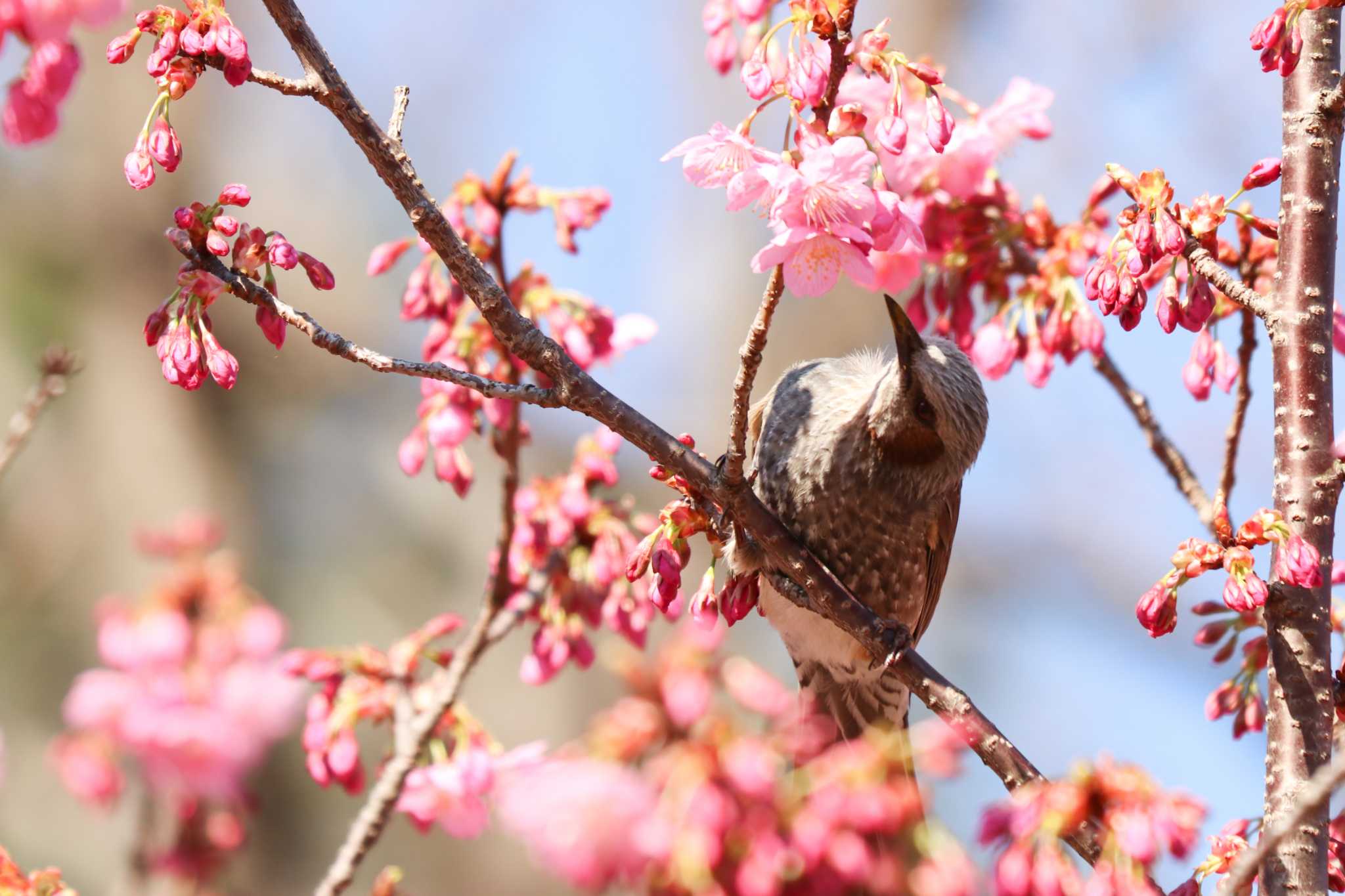 Brown-eared Bulbul