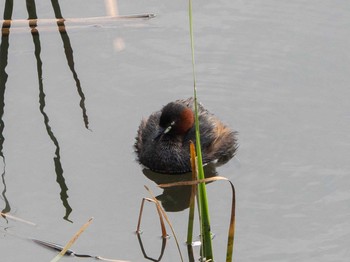 Little Grebe 金井遊水地(金井遊水池) Tue, 4/7/2020