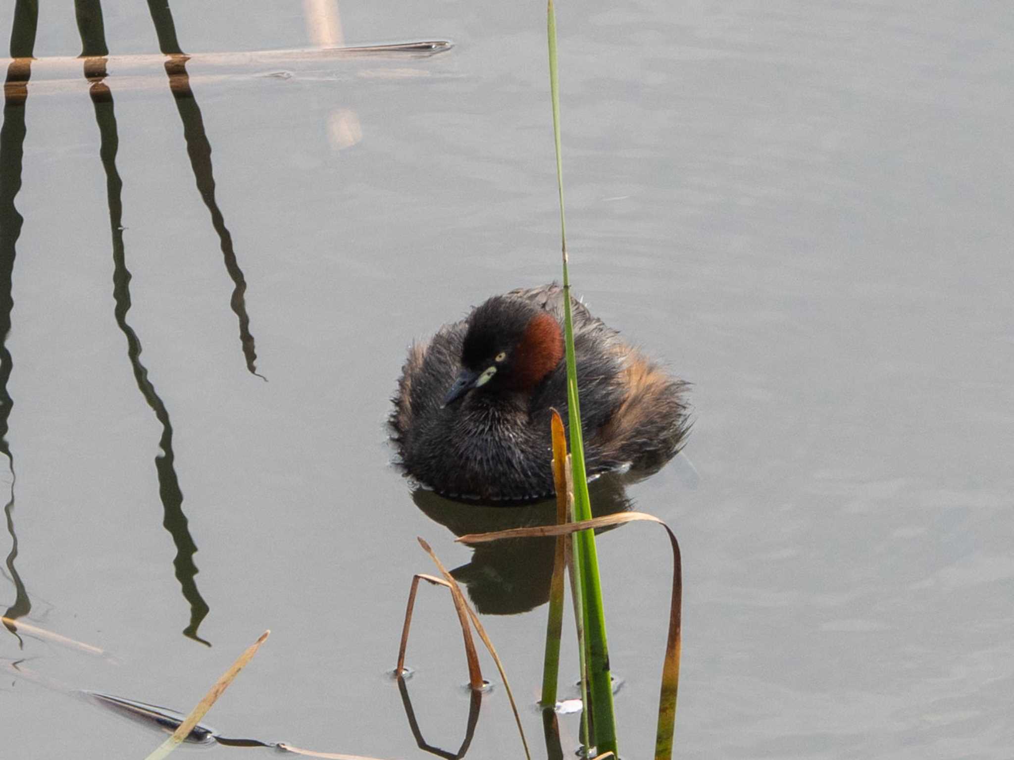 金井遊水地(金井遊水池) カイツブリの写真 by Tosh@Bird