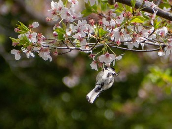 シジュウカラ 金井公園 2020年4月7日(火)