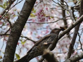 Tue, 4/7/2020 Birding report at 母智丘