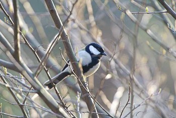 シジュウカラ 明治神宮 2016年3月21日(月)