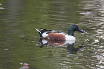 ハシビロガモ 水元公園 2020年4月7日(火)