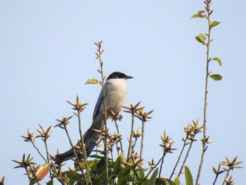 2020年4月7日(火) 大沼親水公園の野鳥観察記録