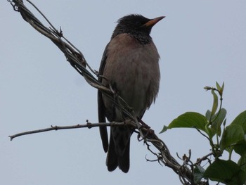 Rosy Starling Yoron Island Tue, 4/7/2020